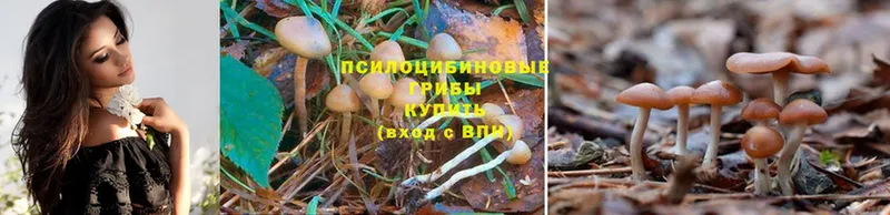 darknet клад  Болотное  Псилоцибиновые грибы Magic Shrooms 